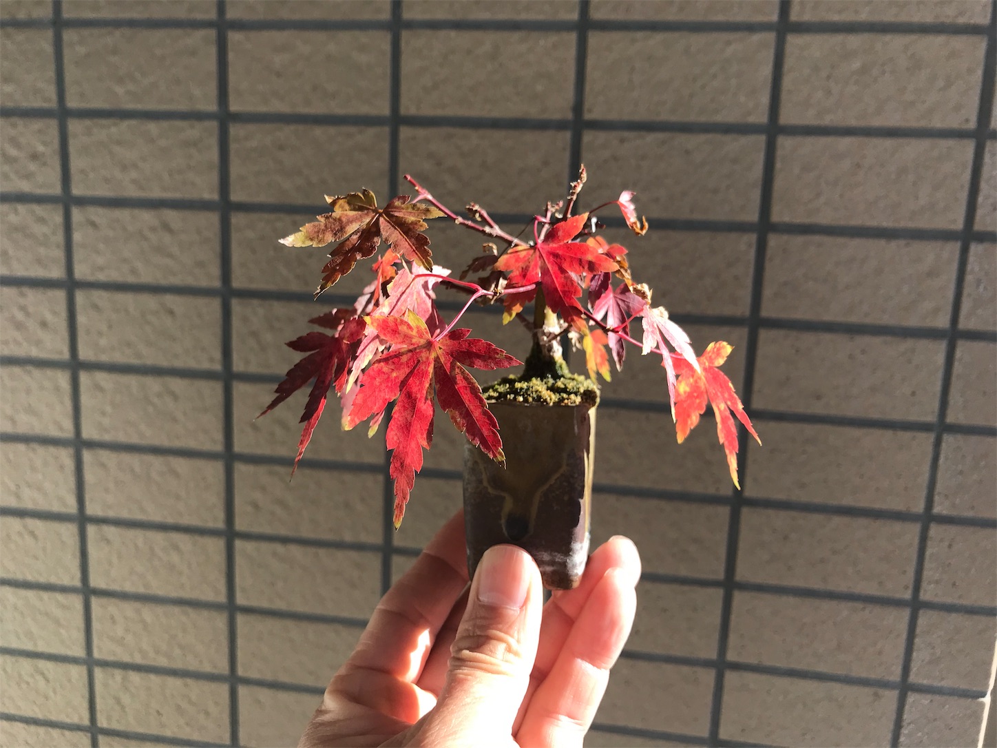 f:id:minibon11:20191130102222j:image