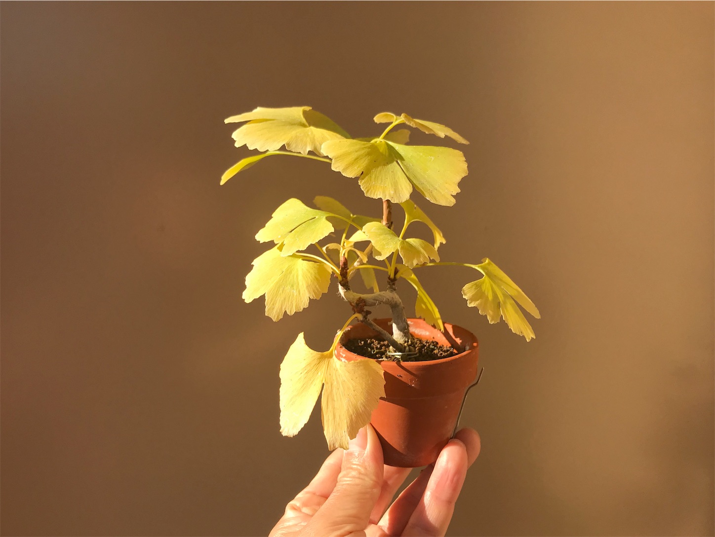 f:id:minibon11:20191130102229j:image