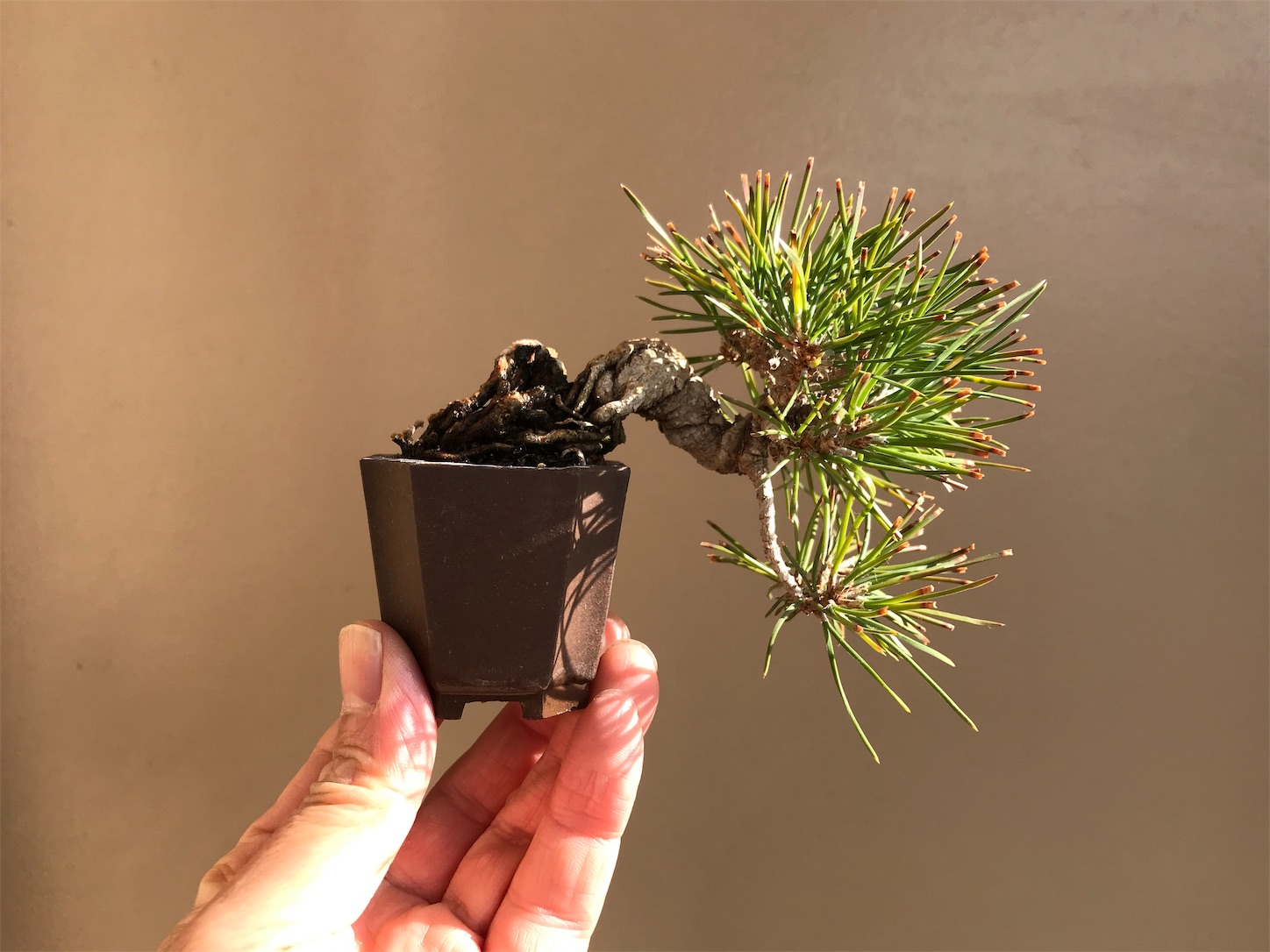 f:id:minibon11:20191215161925j:image