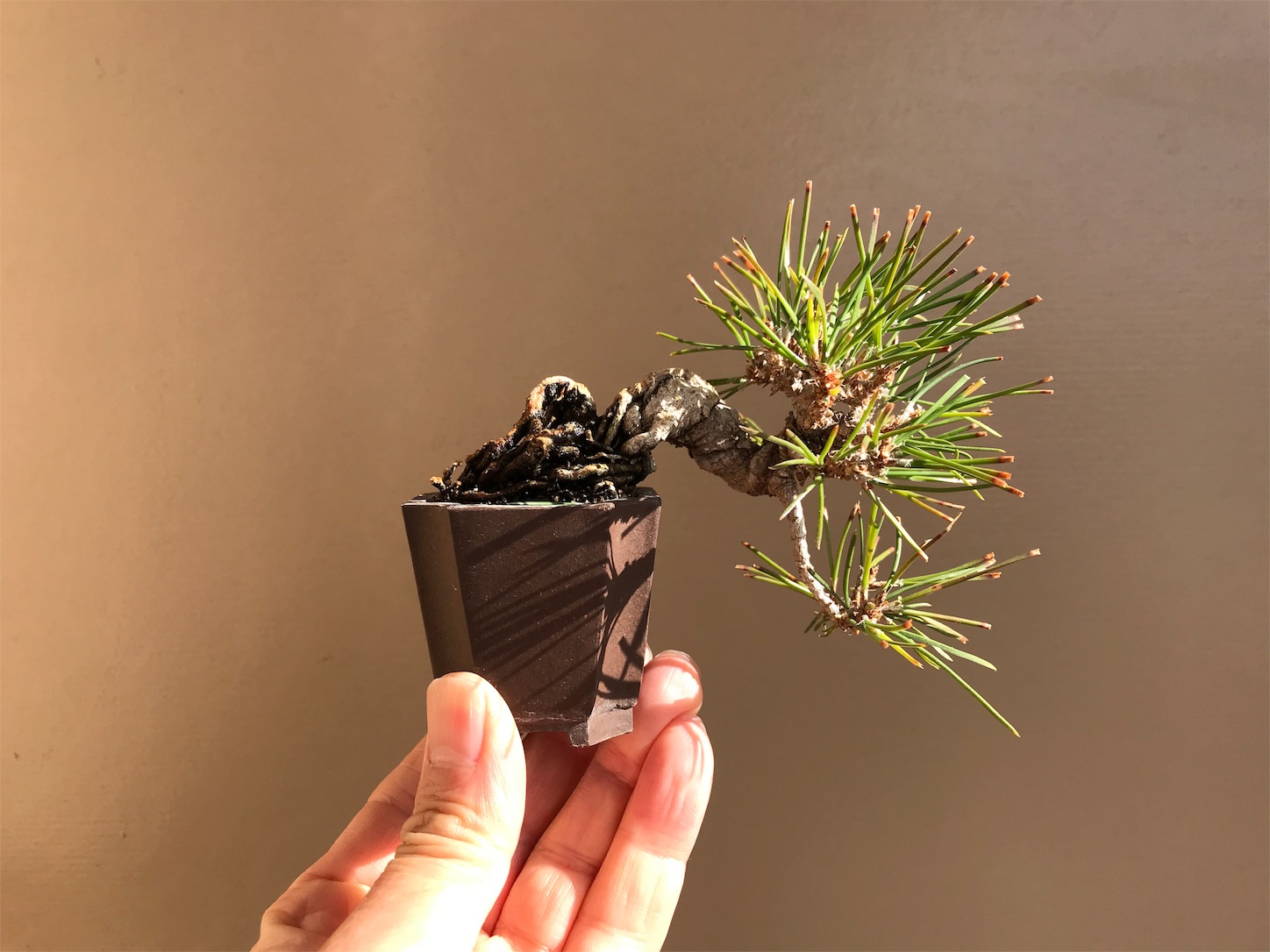 f:id:minibon11:20191215161940j:image