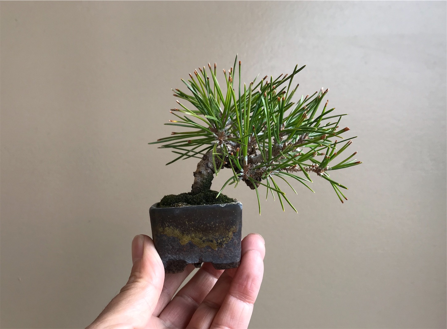 f:id:minibon11:20191215162036j:image