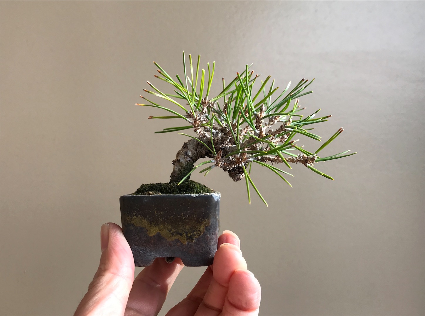 f:id:minibon11:20191215162054j:image