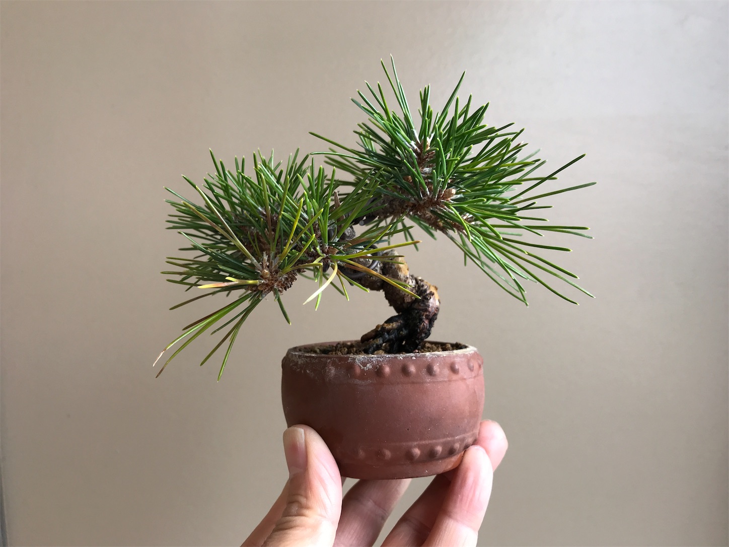 f:id:minibon11:20191215162118j:image