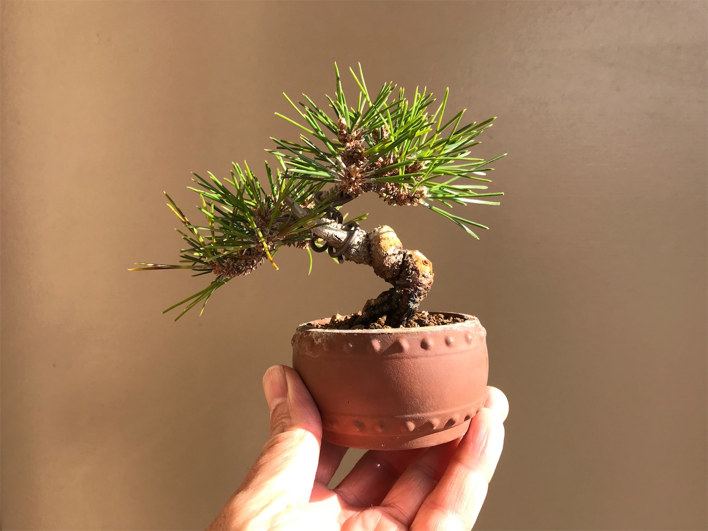 f:id:minibon11:20191215162142j:image