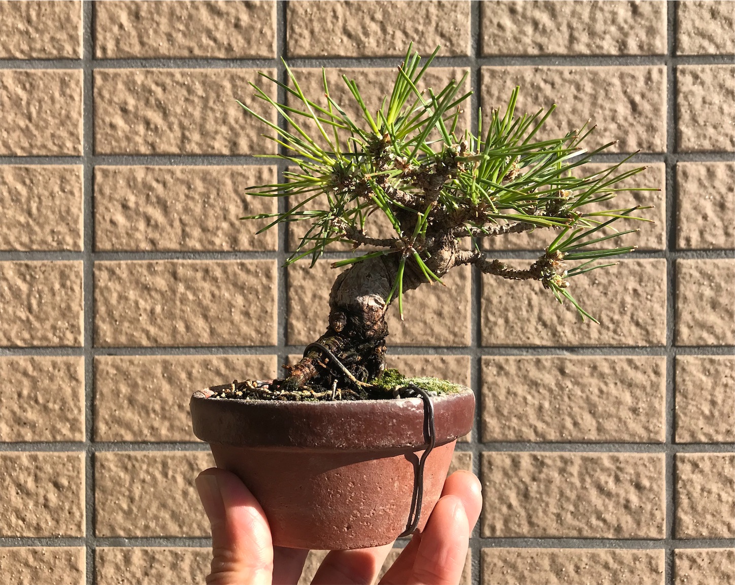 f:id:minibon11:20191215162317j:image