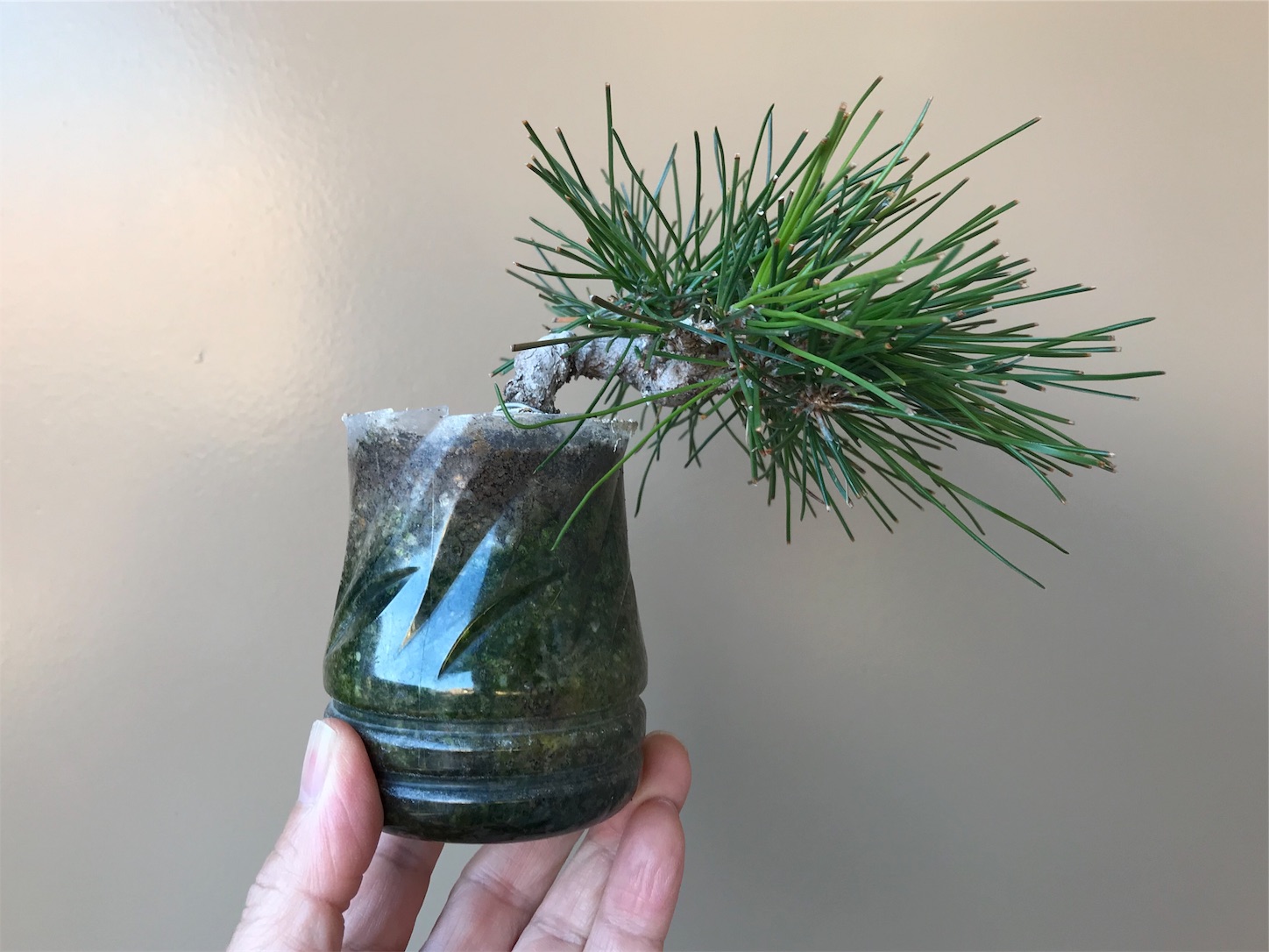 f:id:minibon11:20191215162354j:image