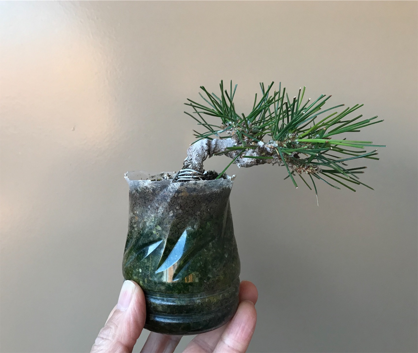 f:id:minibon11:20191215162414j:image