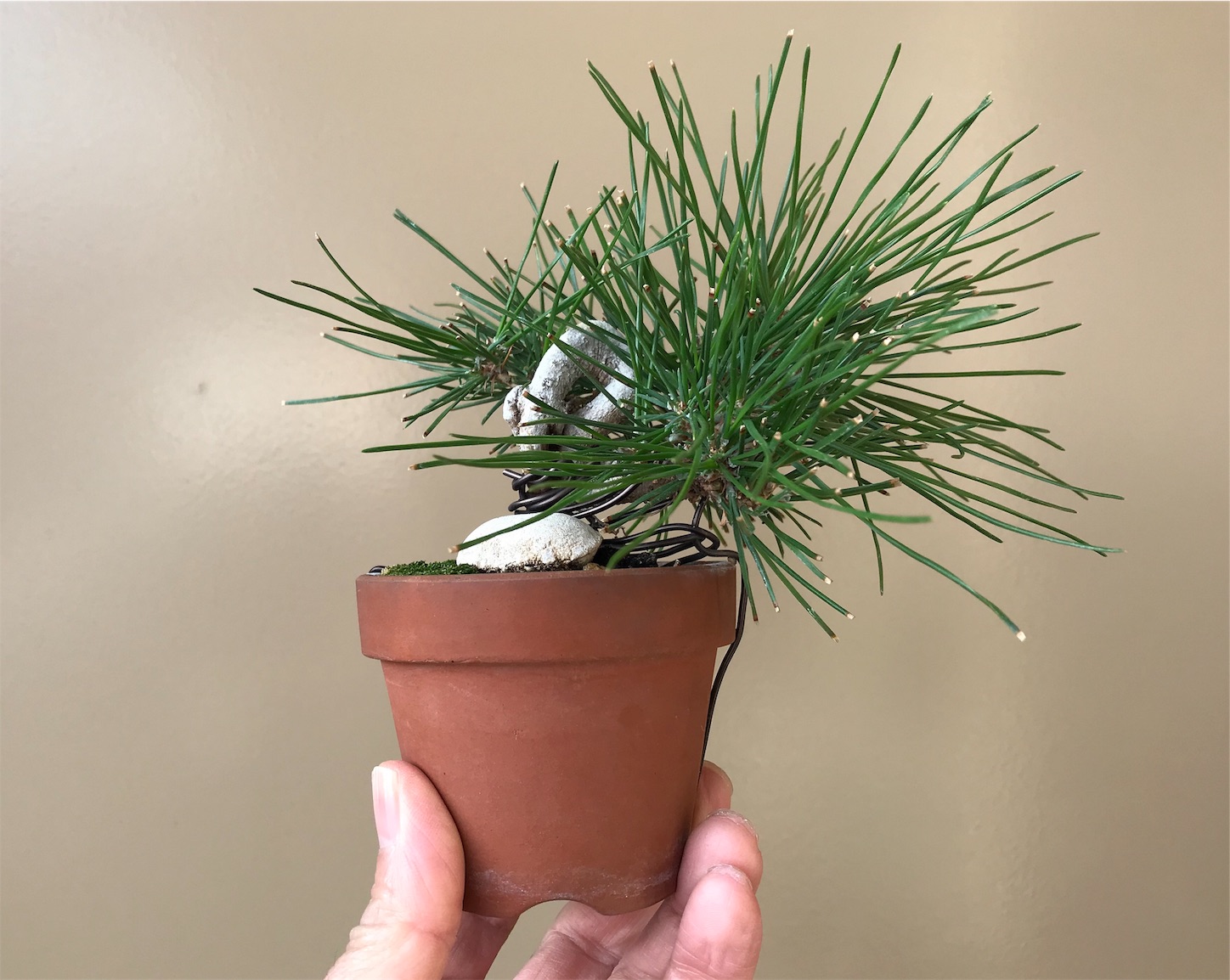 f:id:minibon11:20191215162454j:image