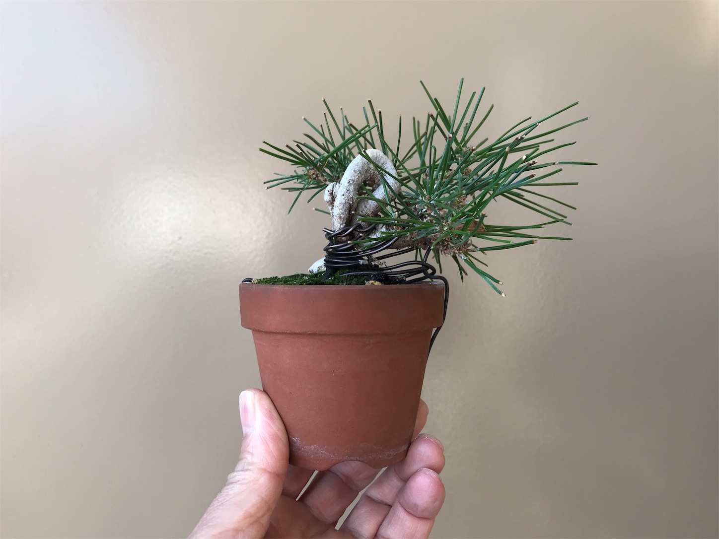 f:id:minibon11:20191215162512j:image