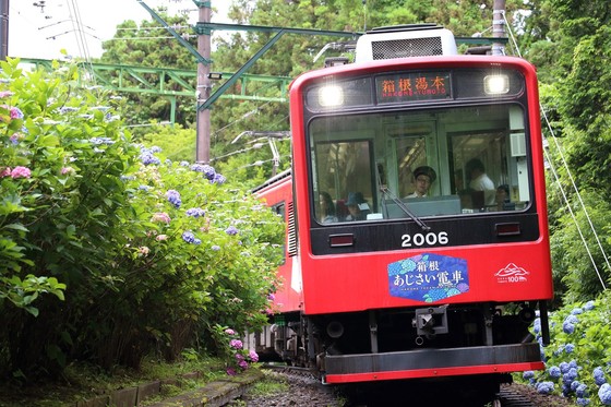 箱根登山鉄道×あじさい＆吊りかけ乗車 - 鉄道気分