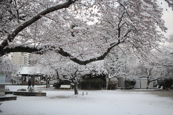 雪 - のんきにいこう