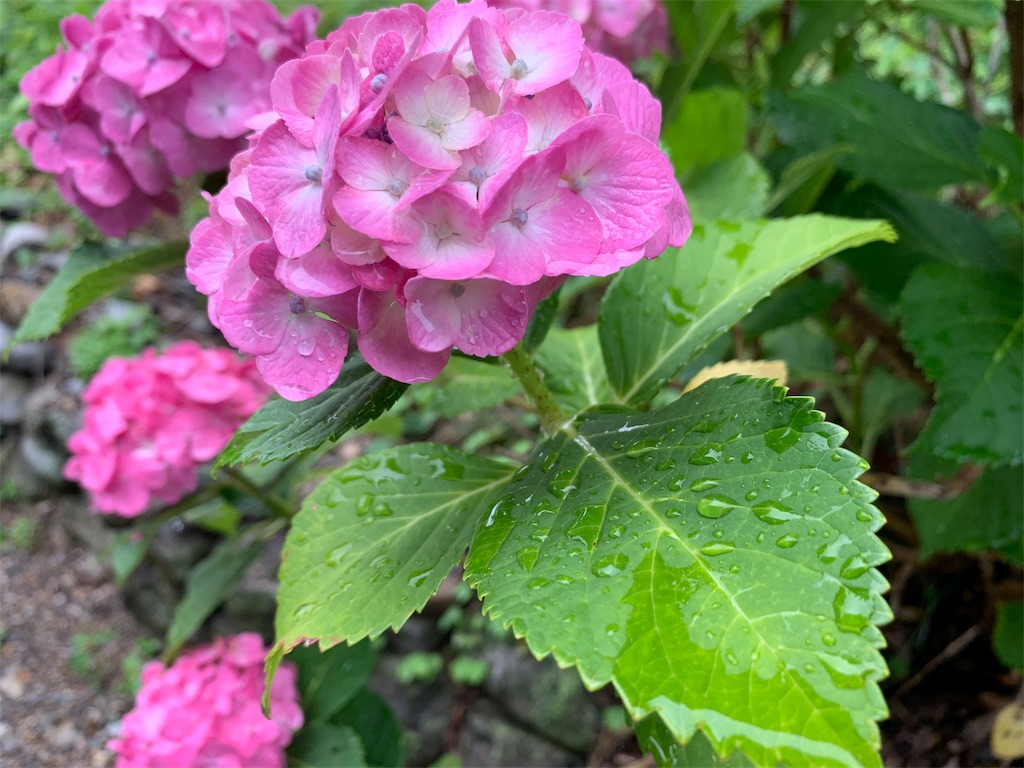 f:id:minijiro:20190615132229j:image f:id:minijiro:20190615132229j:image