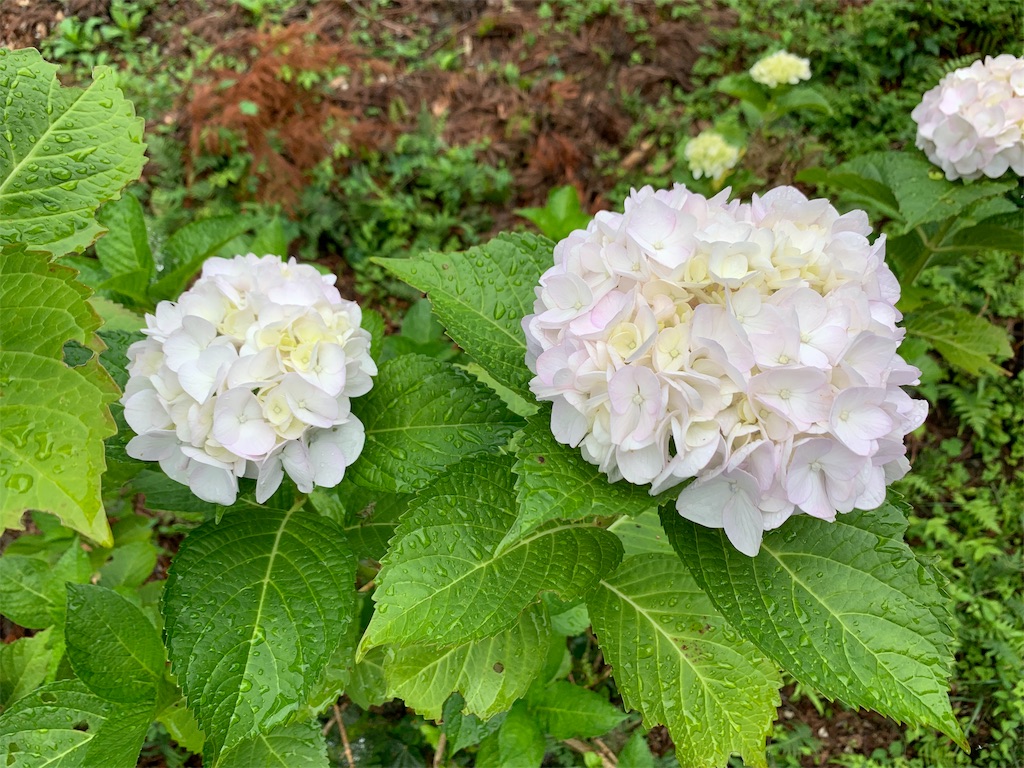 f:id:minijiro:20190615132250j:image f:id:minijiro:20190615132250j:image