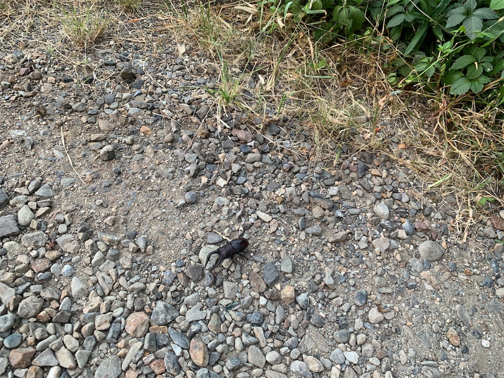 f:id:minijiro:20190916083407j:image f:id:minijiro:20190916083407j:image