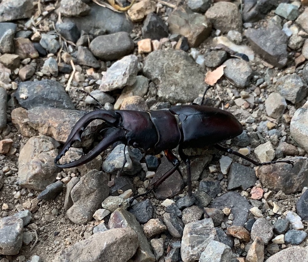 f:id:minijiro:20190916083813j:image f:id:minijiro:20190916083813j:image