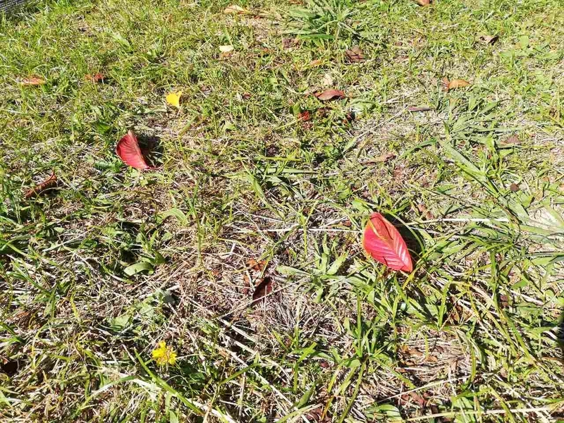 f:id:minimal-uuu:20191114064118j:plain f:id:minimal-uuu:20191114064118j:plain