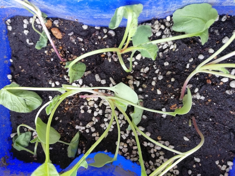 f:id:minimal-uuu:20210724150324j:plain