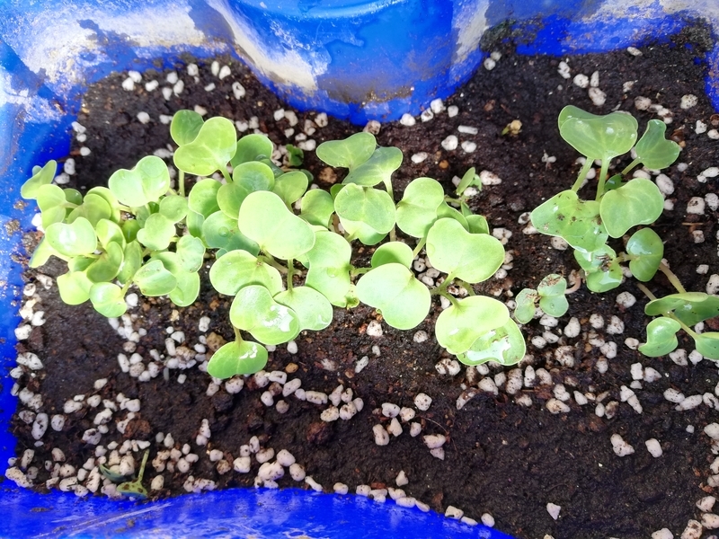 f:id:minimal-uuu:20210724151742j:plain