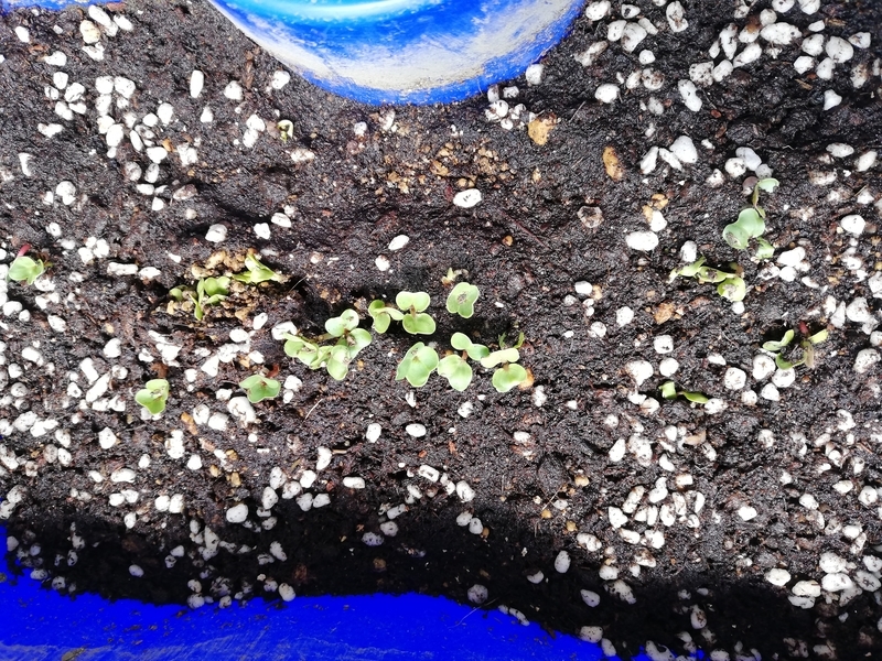 f:id:minimal-uuu:20210724151758j:plain