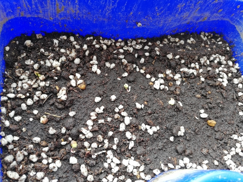 f:id:minimal-uuu:20210724151813j:plain