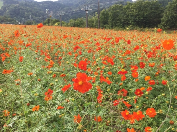 f:id:minimal1991:20171002103925j:plain f:id:minimal1991:20171002103925j:plain