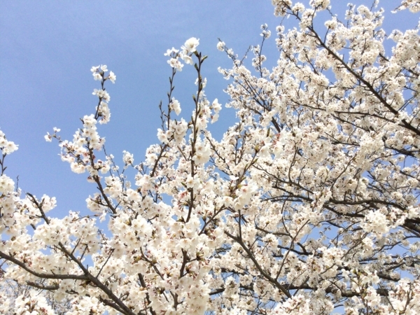 f:id:minimal1991:20180402121251j:plain f:id:minimal1991:20180402121251j:plain