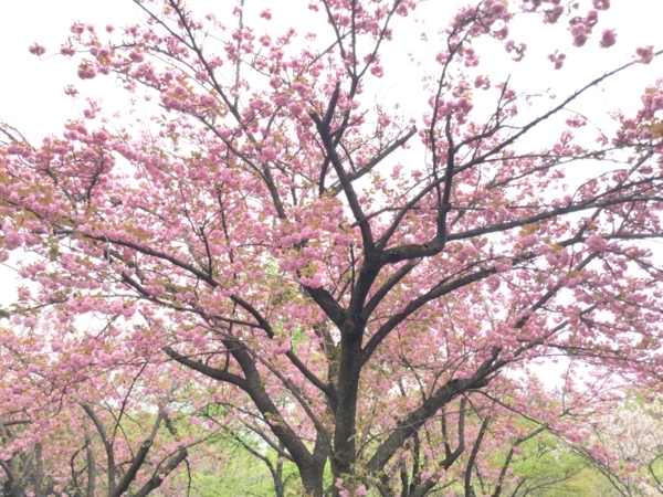 f:id:minimal1991:20180410072734j:plain f:id:minimal1991:20180410072734j:plain