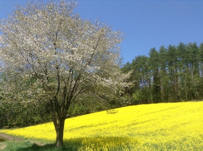 f:id:minimal1991:20200413142108j:plain f:id:minimal1991:20200413142108j:plain