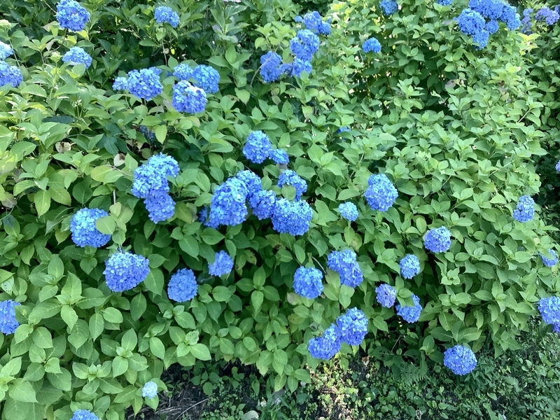 f:id:minimal1991:20200622091033j:plain f:id:minimal1991:20200622091033j:plain