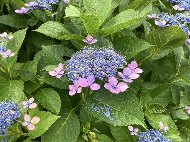 f:id:minimal1991:20200706113202j:plain