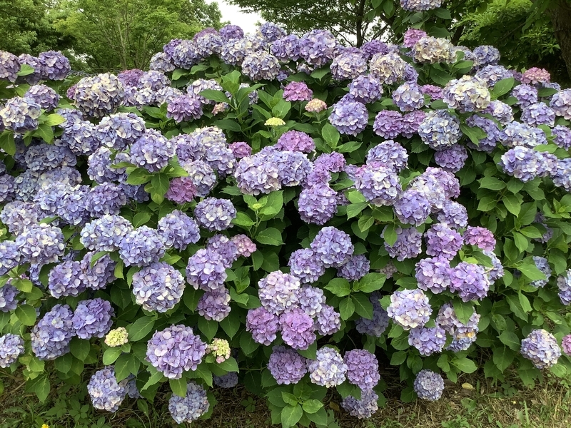 f:id:minimal1991:20200706113220j:plain