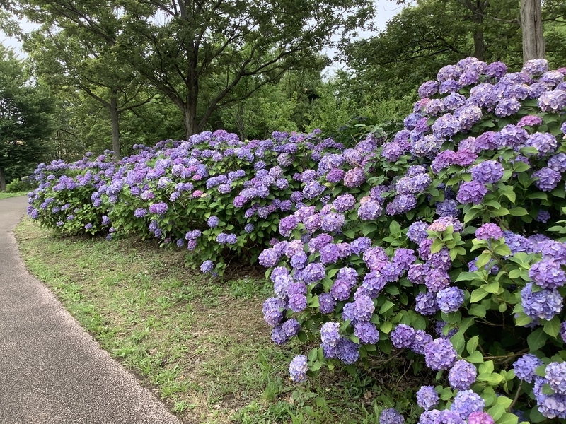 f:id:minimal1991:20200706113242j:plain