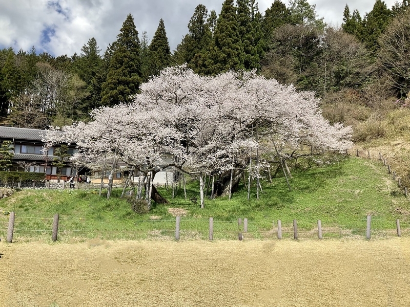 f:id:minimal1991:20220418093434j:plain