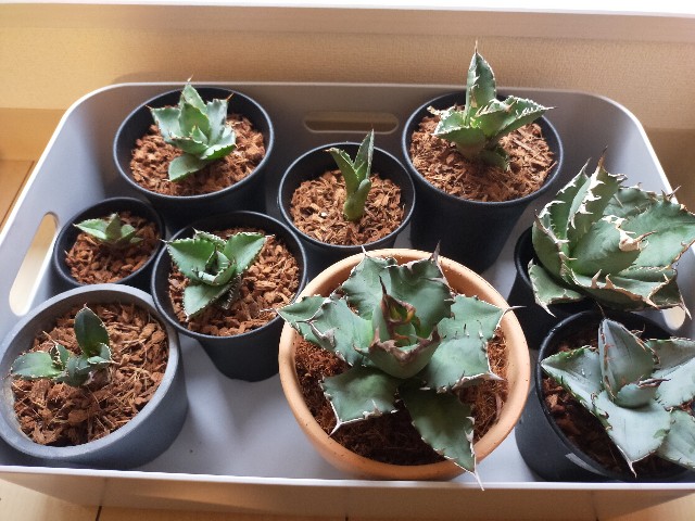 大株　タイ産　ノーネーム　オテロイ タイ趣味家由来のオテロイノーネーム｜進化の育成記録