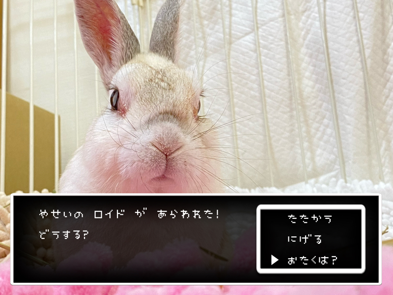 f:id:minimalist6:20220322134138j:plain