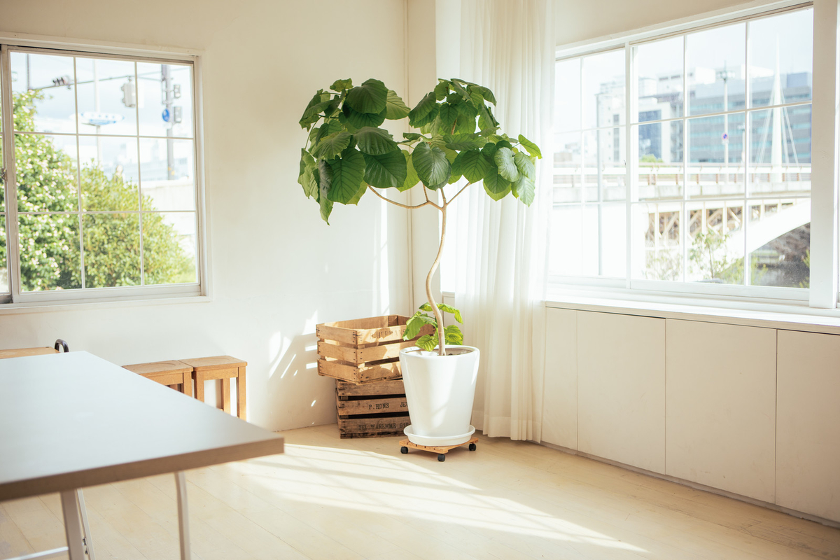 f:id:minimalist_osamu:20191203074130j:plain f:id:minimalist_osamu:20191203074130j:plain