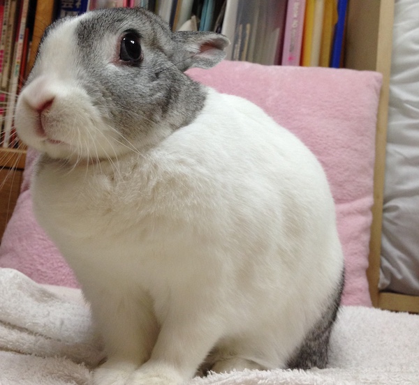 f:id:minimumemo:20190212171727j:plain f:id:minimumemo:20190212171727j:plain