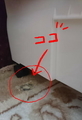 うさぎの日常☆5