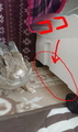 うさぎの日常☆5