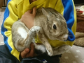 うさぎと男の子☆1