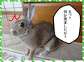 うさぎと男の子☆2
