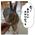 うさぎの日常☆7