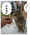 うさぎの日常☆7