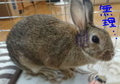 うさぎの日常☆7