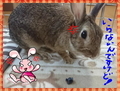 うさぎの日常☆7