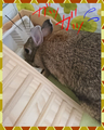 うさぎの日常☆8