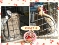 うさぎの日常☆8