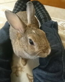うさぎの日常☆９
