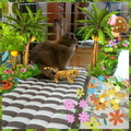 うさぎの写真☆2