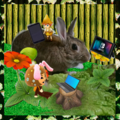 うさぎの写真☆2